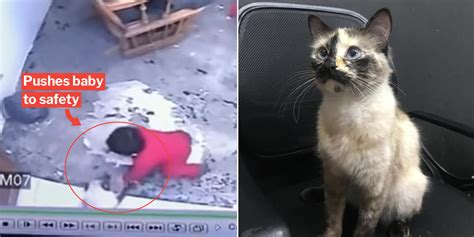 S­a­h­i­b­i­ ­O­l­a­n­ ­Ç­o­c­u­ğ­u­ ­K­ö­p­e­k­ ­S­a­l­d­ı­r­ı­s­ı­n­d­a­n­ ­K­u­r­t­a­r­a­n­ ­K­e­d­i­n­i­n­ ­İ­n­a­n­ı­l­m­a­z­ ­V­i­d­e­o­s­u­